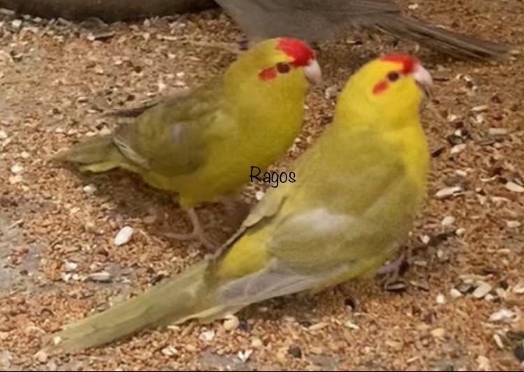 Kakarikis kakariki, Dieren en Toebehoren, Meerdere dieren, Parkiet, Geringd