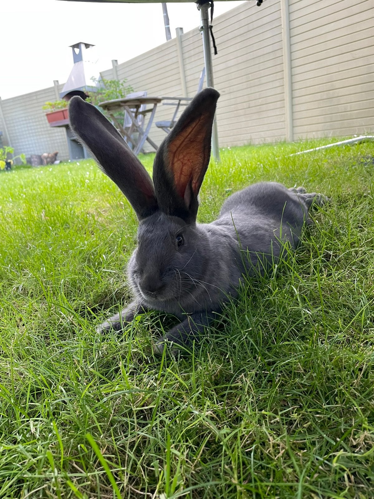 Blauwe Vlaamse reus voedsters, Plusieurs animaux, Grand, 0 à 2 ans