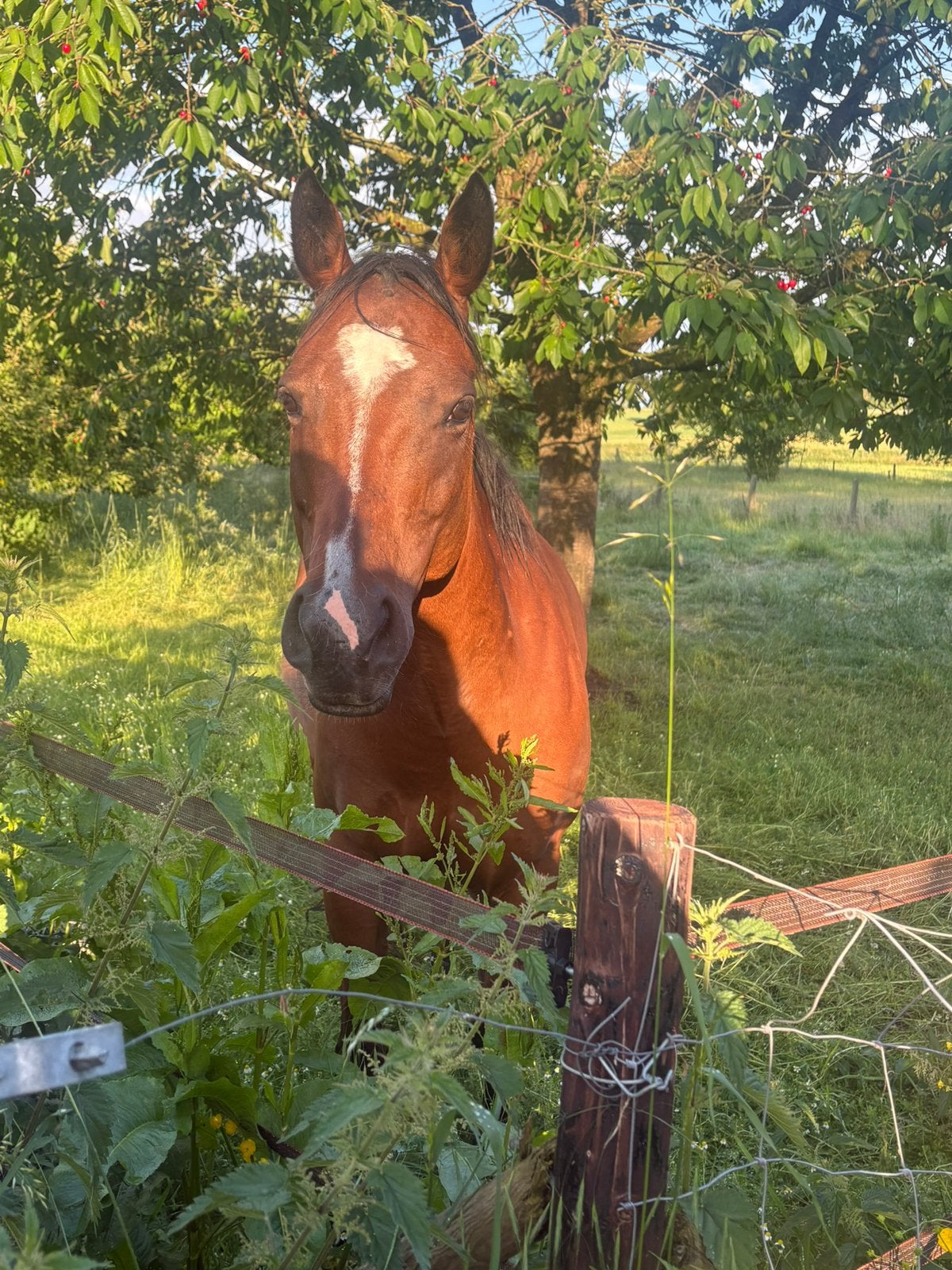 Paard te koop, Dieren en Toebehoren, Paarden, Merrie