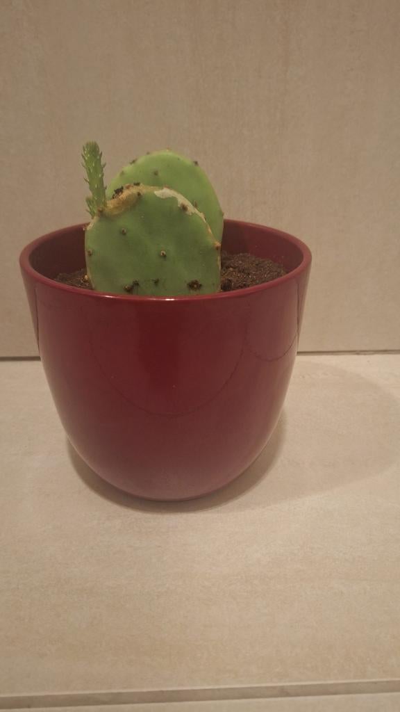 Schijf cactussen, Huis en Inrichting, Kamerplanten, Cactus, Volle zon, Ophalen of Verzenden