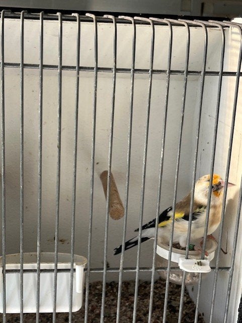 Major putters, Dieren en Toebehoren, Meerdere dieren, Wildzangvogel, Geringd
