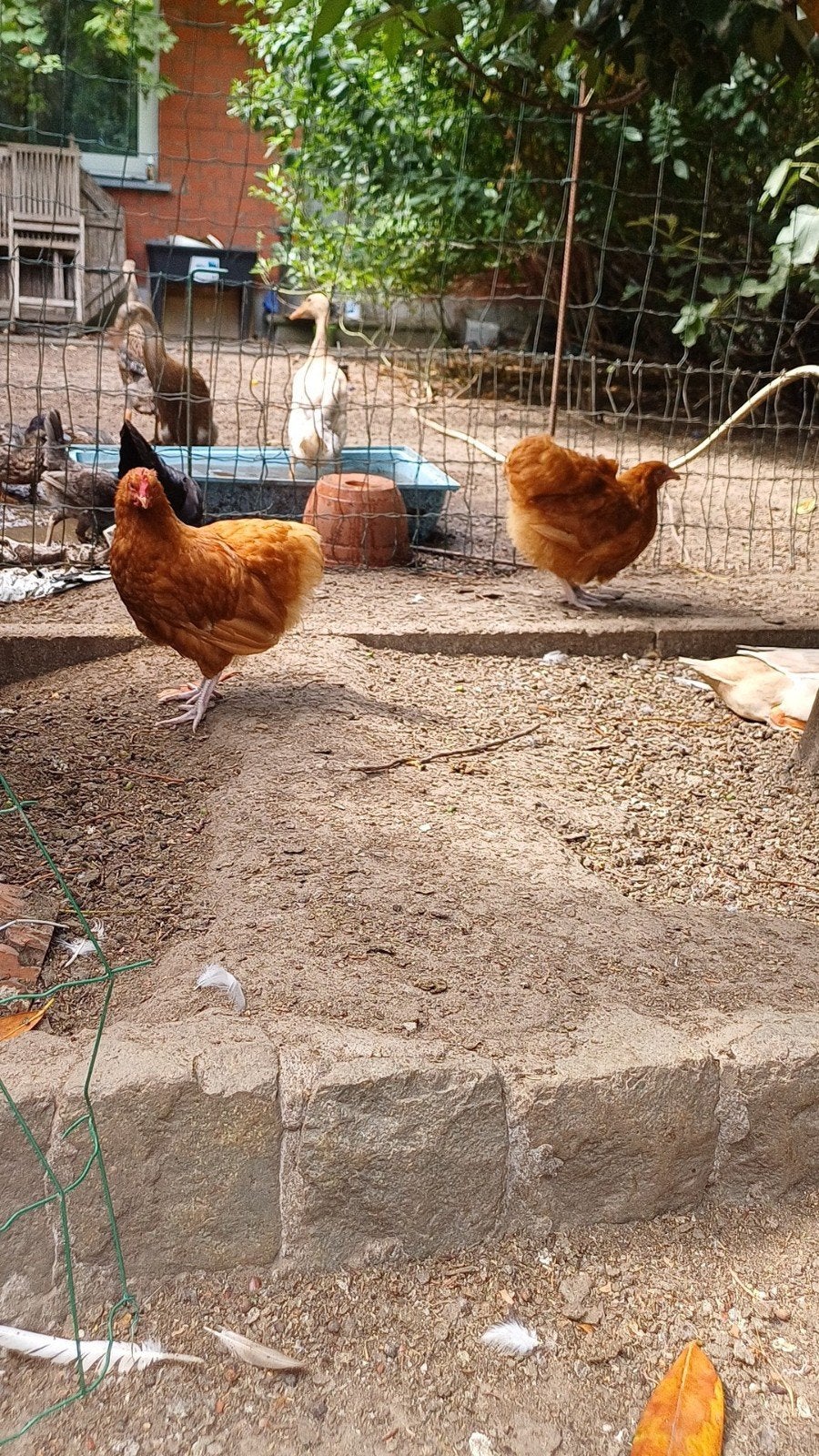 Koppel buff orpington kriel, Dieren en Toebehoren, Meerdere dieren, Kip