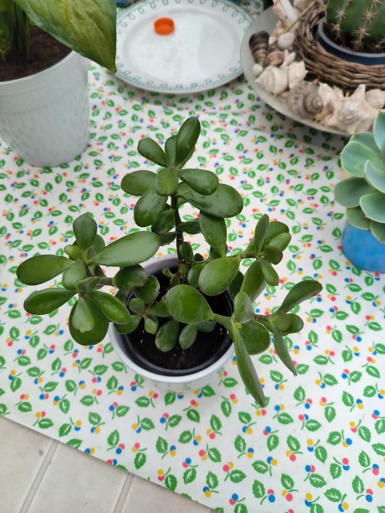 Crassula ovata vetplant, jadeboom, Plante succulente, Plein soleil, Plante à fleurs, Moins de 100 cm