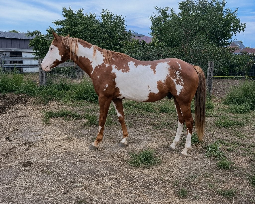 sorrel overo paint hengst, Dieren en Toebehoren, Paarden, Minder dan 160 cm, Met stamboom, 3 tot 6 jaar, Westernpaard