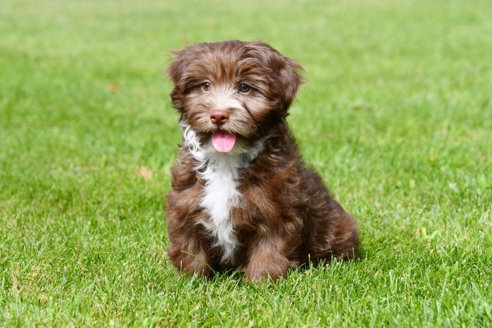 Havanezer pups te koop