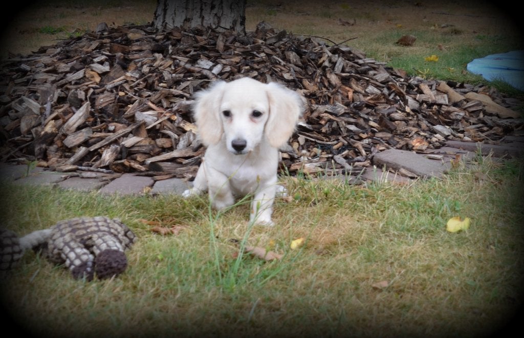 Teckel pups blond, België, Reu, CDV (hondenziekte), 8 tot 15 weken