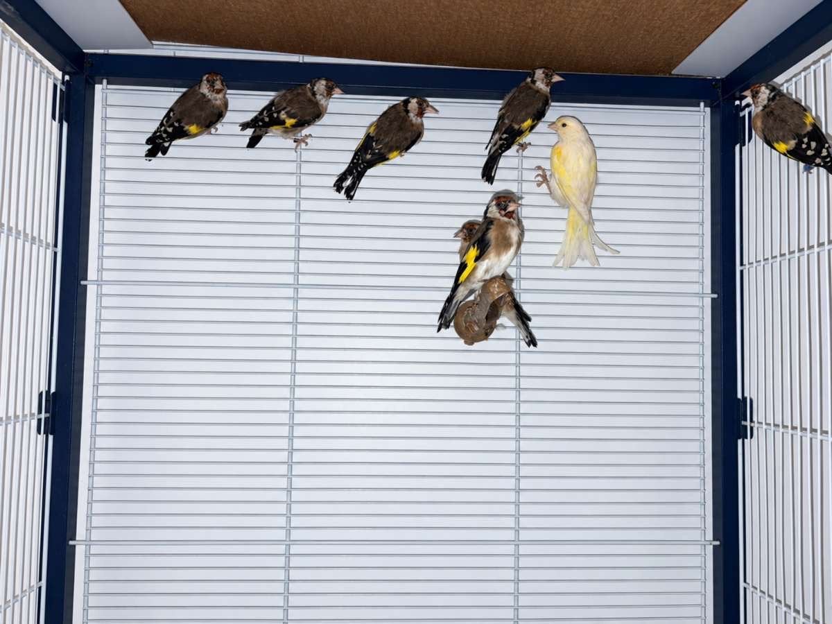 Chardoneret, Dieren en Toebehoren, Ophalen