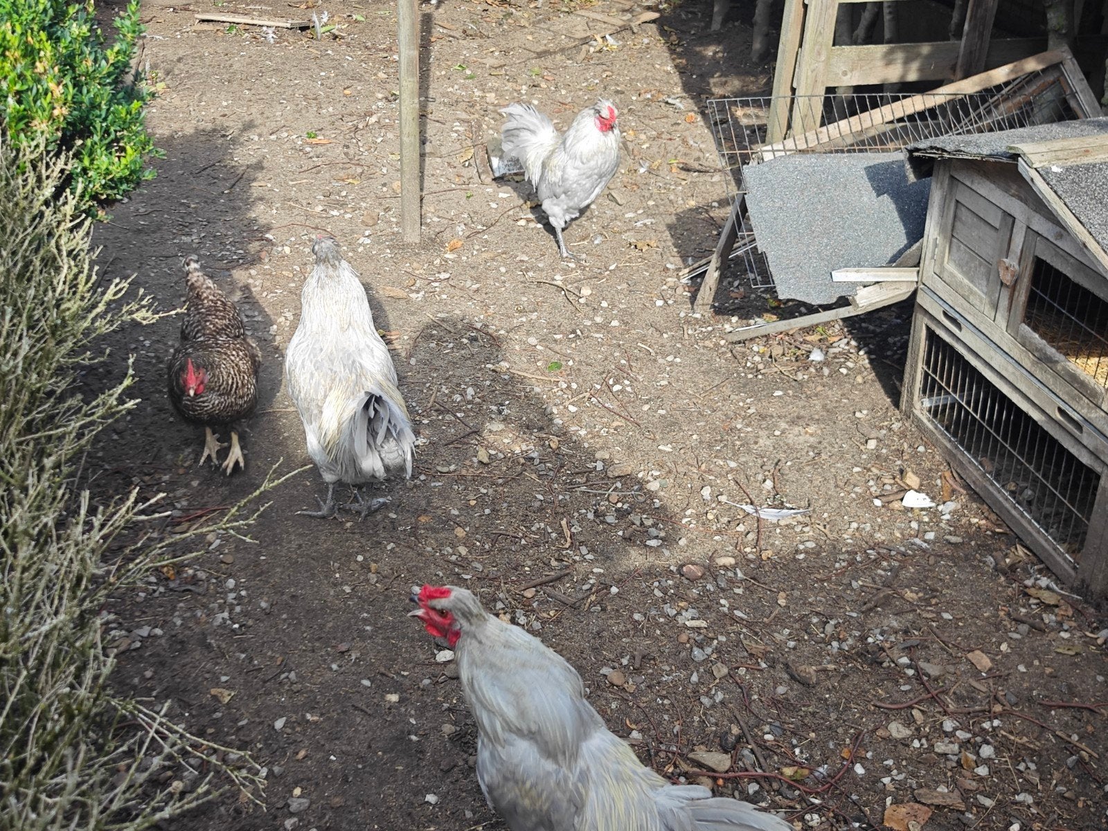 Coqs à la lavande et aux araucanes, Animaux & Accessoires, Mâle, Poule ou poulet