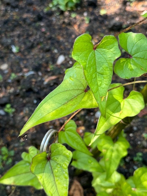 Diascora japonica, Tuin en Terras, Planten | Tuinplanten, Ophalen, Volle zon, Zomer, Groenteplanten