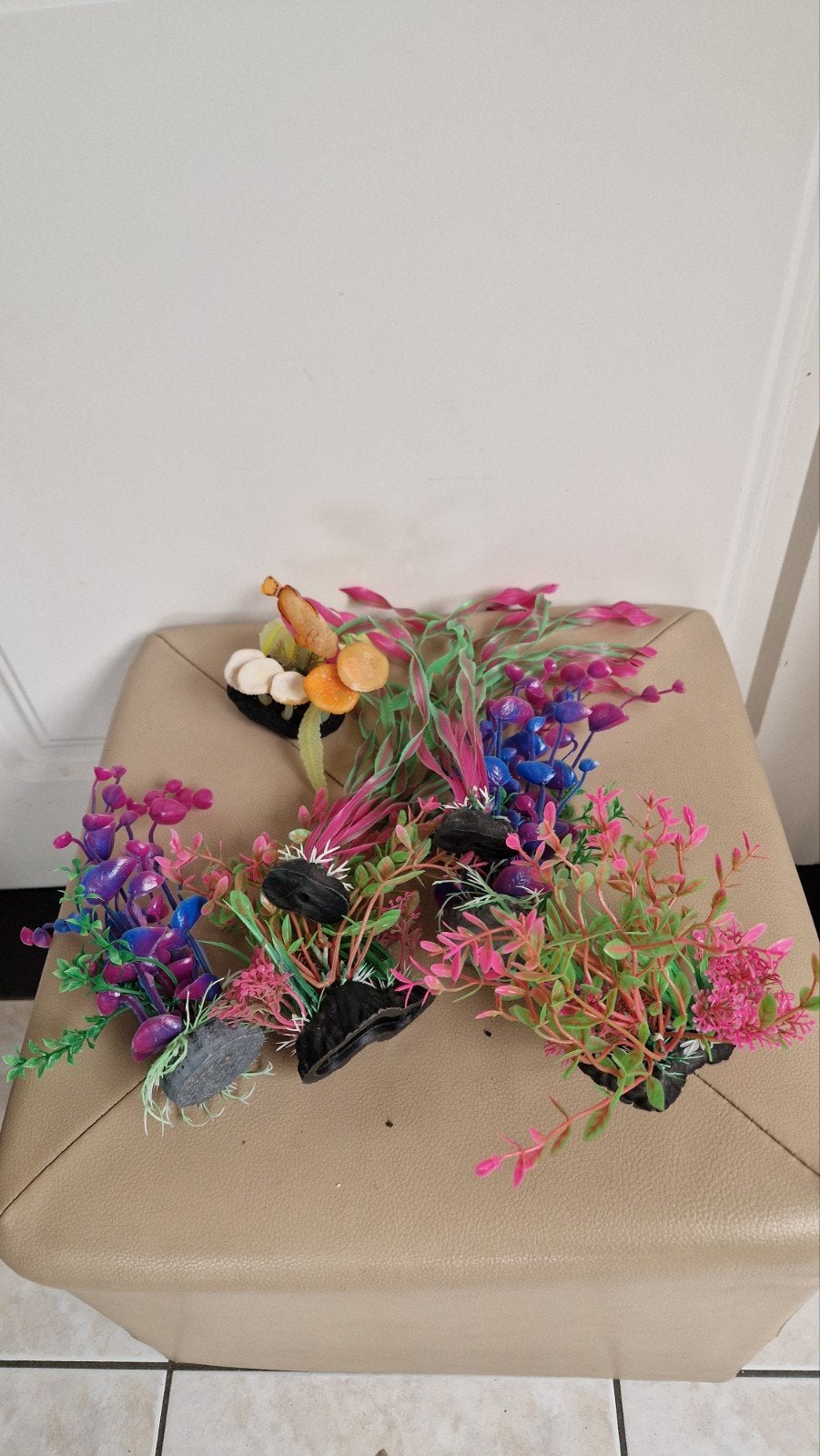 lotje nep planten, Dieren en Toebehoren, Ophalen