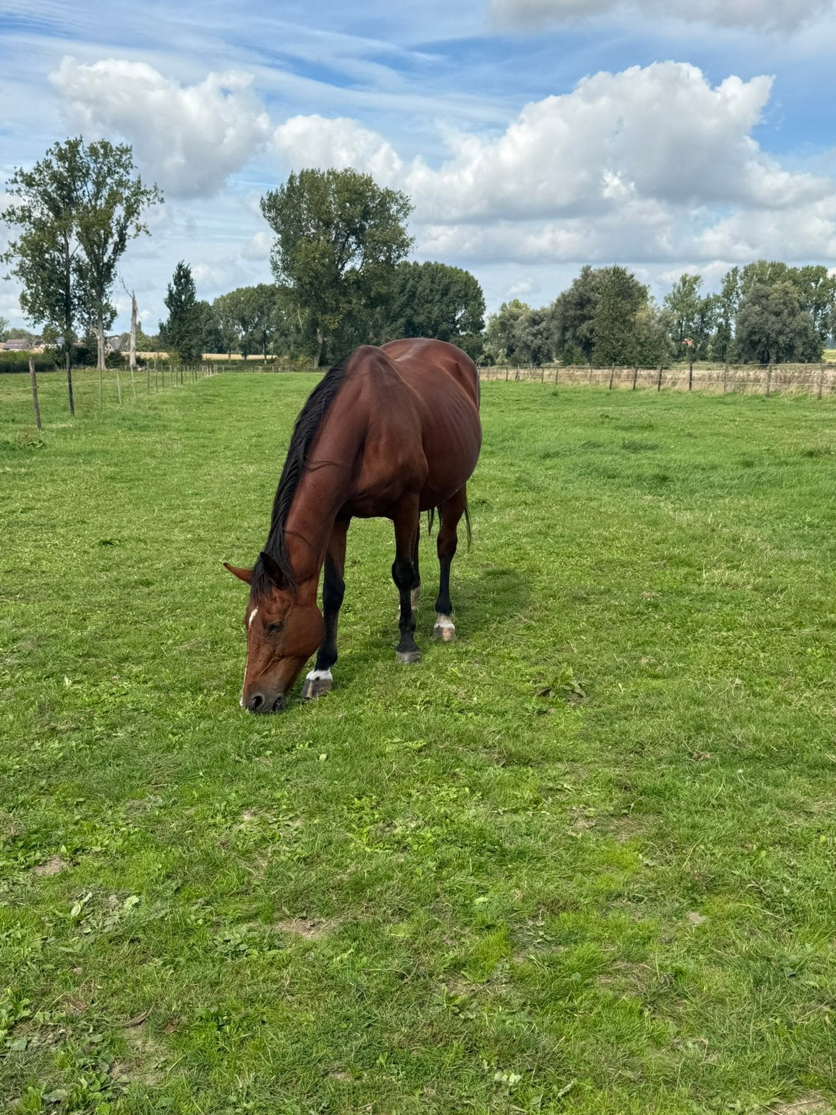 Drachtige merrie van DOMINATOR 2000 Z, Dieren en Toebehoren, Merrie, Z