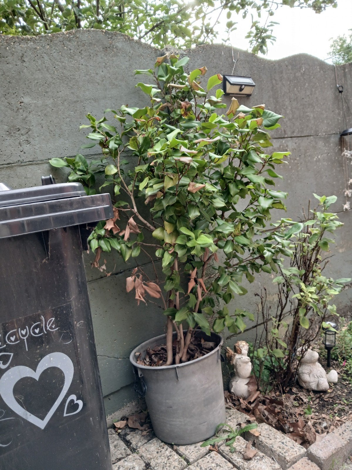 met mooi bloemen (hibiscus), Jardin & Terrasse, Enlèvement