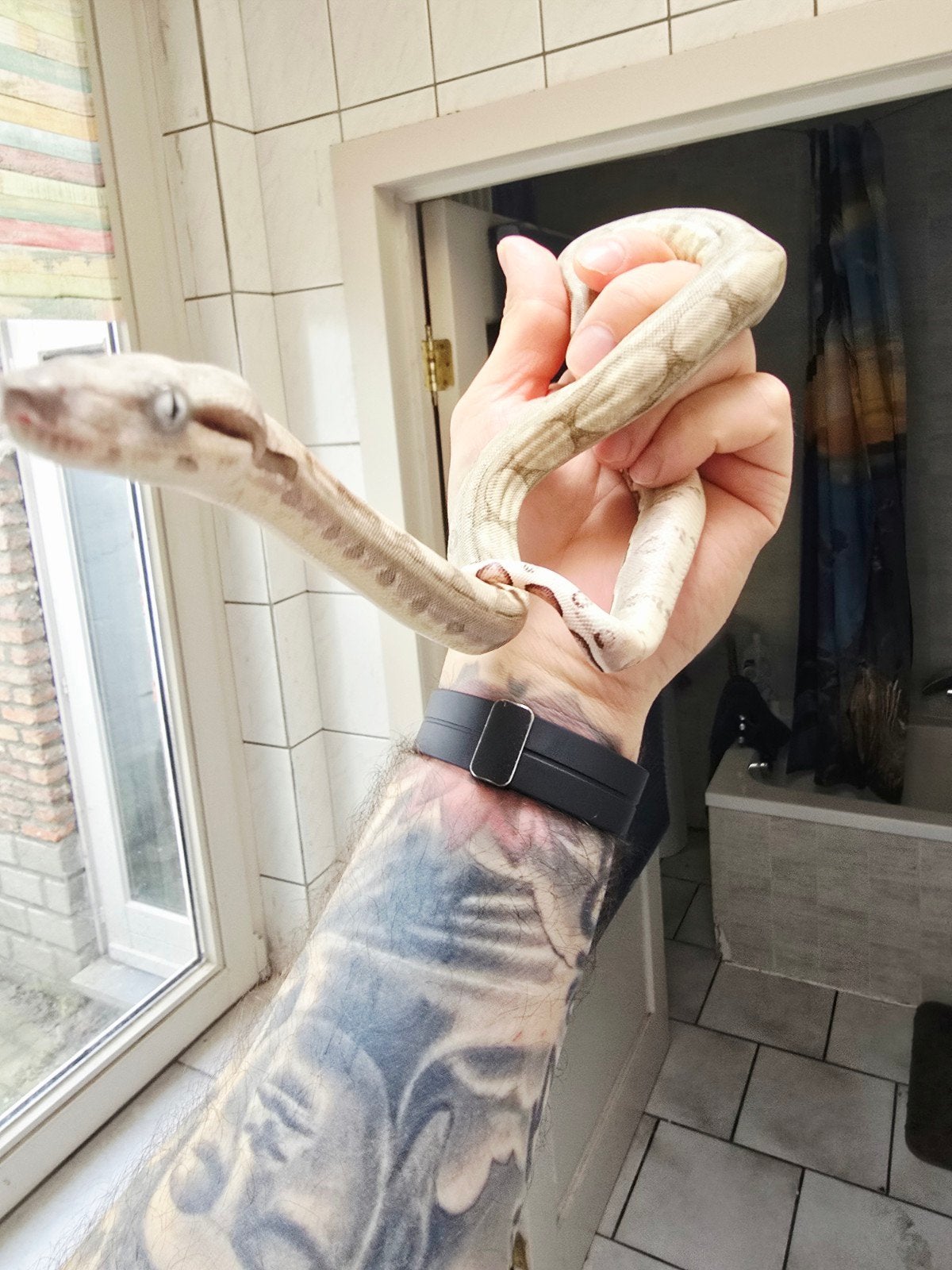 boa constrictor imperator, Dieren en Toebehoren, Slang, Tam, 0 tot 2 jaar