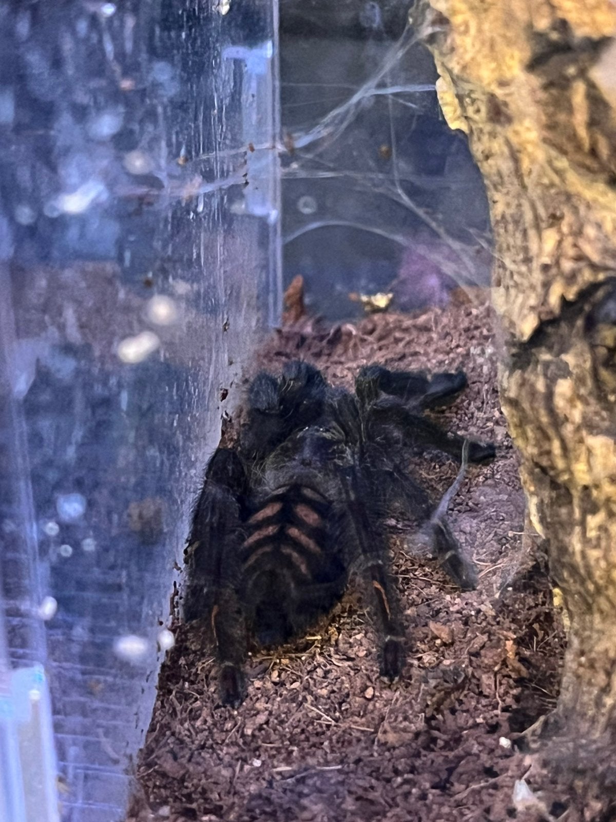3x Psalmopoeus irminia (+-10cm), Dieren en Toebehoren, Insecten en Spinnen, Spin of Schorpioen