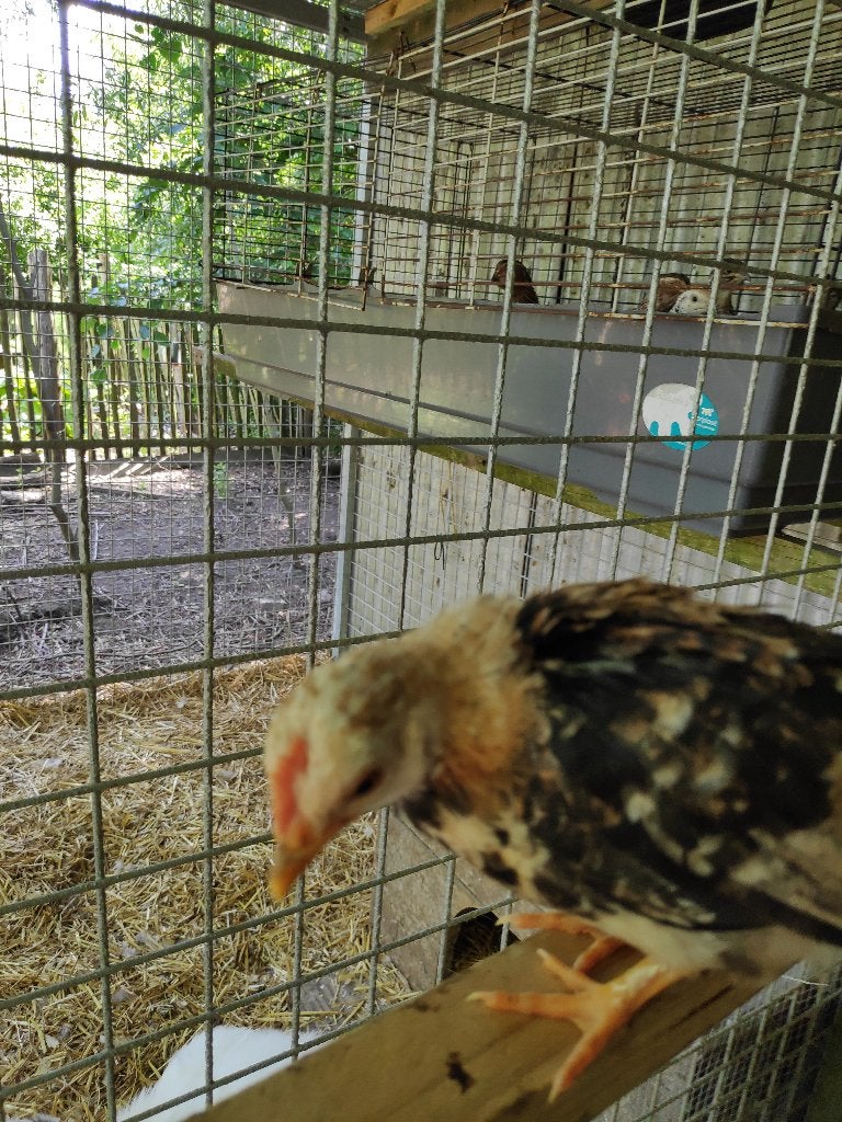 jongen chabo haantjes, Mannelijk, Kip