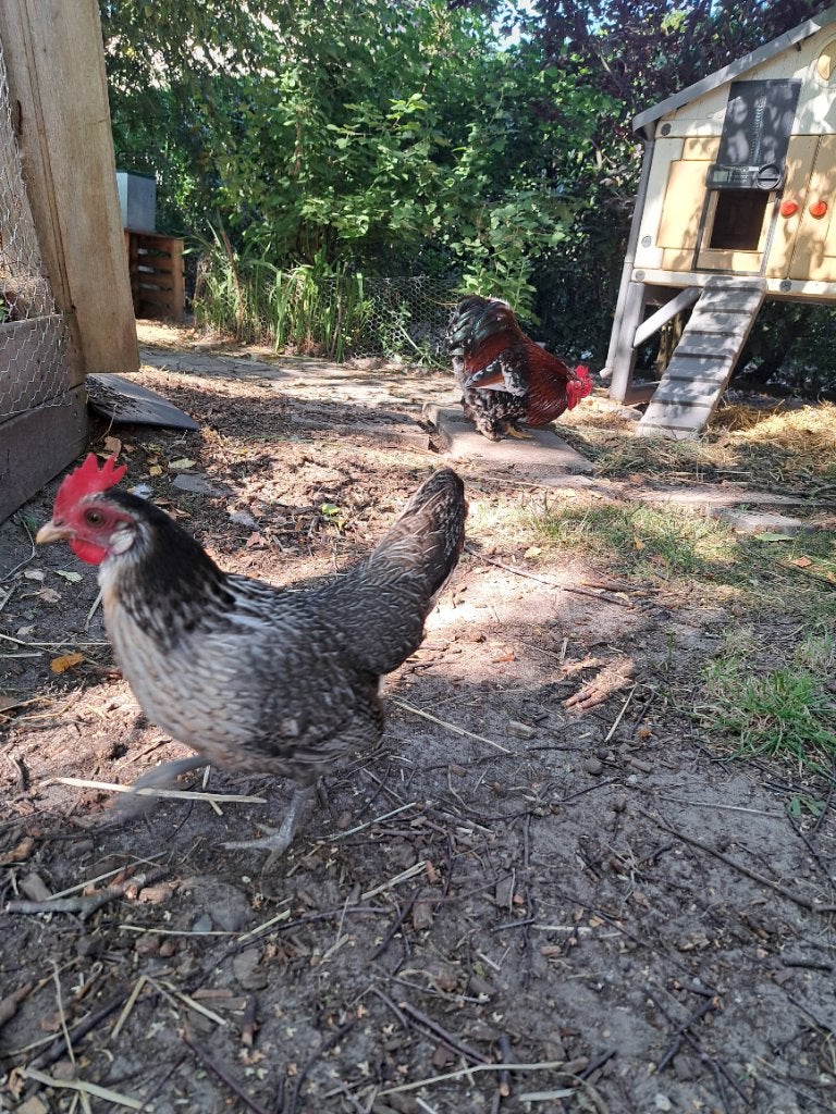 SierHaan en hen, Dieren en Toebehoren, Pluimvee