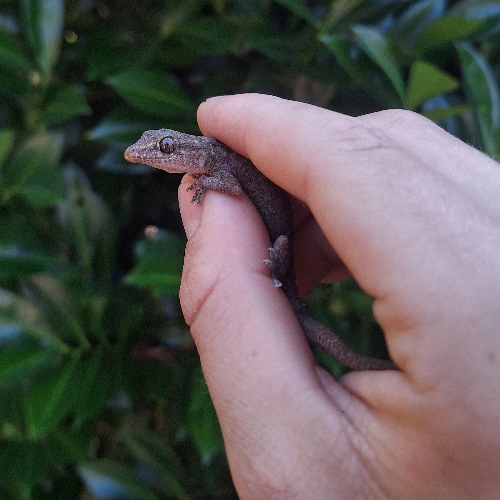 Jonge brooki gekko's, Dieren en Toebehoren, Reptielen en Amfibieën