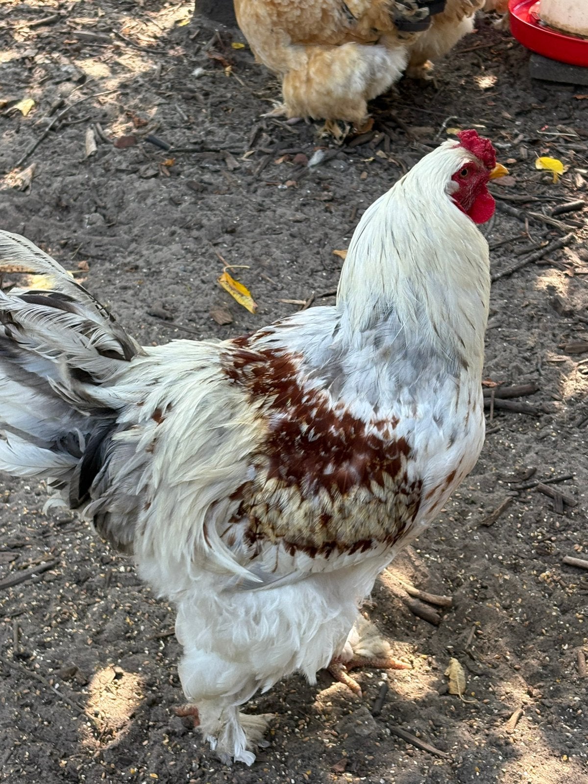 Forse Brahma zalmkleur haan december 2025, Mâle, Poule ou poulet