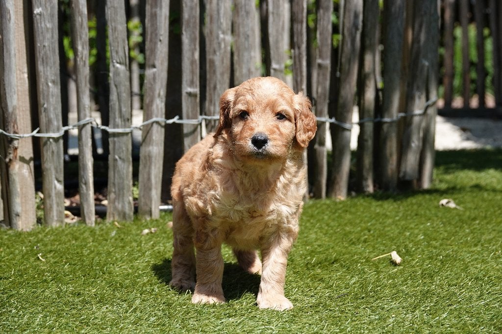 Prachtige Goldendoodle pups (Abrikoos), Parvo, België, Overige rassen, 8 tot 15 weken