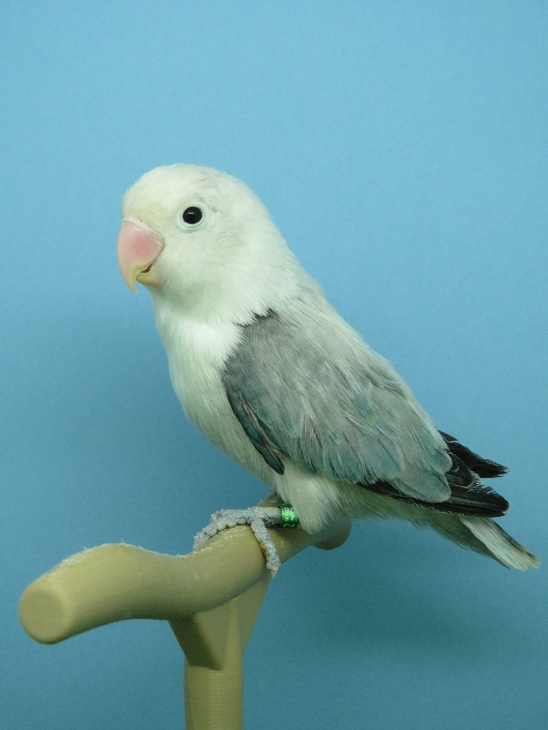 Mooie fischerie, Mannelijk, Dwergpapegaai of Agapornis, Tam