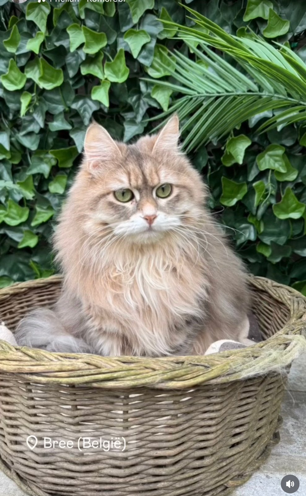 Siberian te koop, Chat, Avec pedigree, 0 à 2 ans