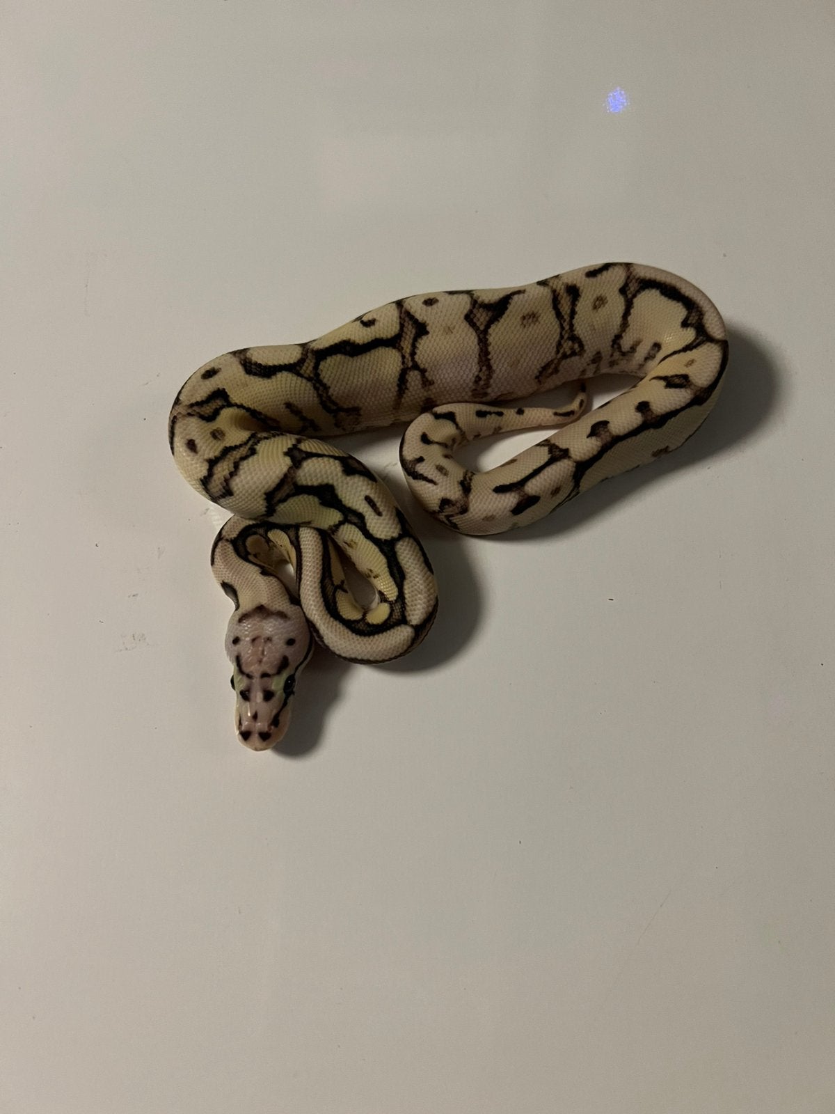 0.1 Pastel Trick Spider  (pos. Fire) Het Axanthic TSK Ball Python - female for sale from aiko.guldix