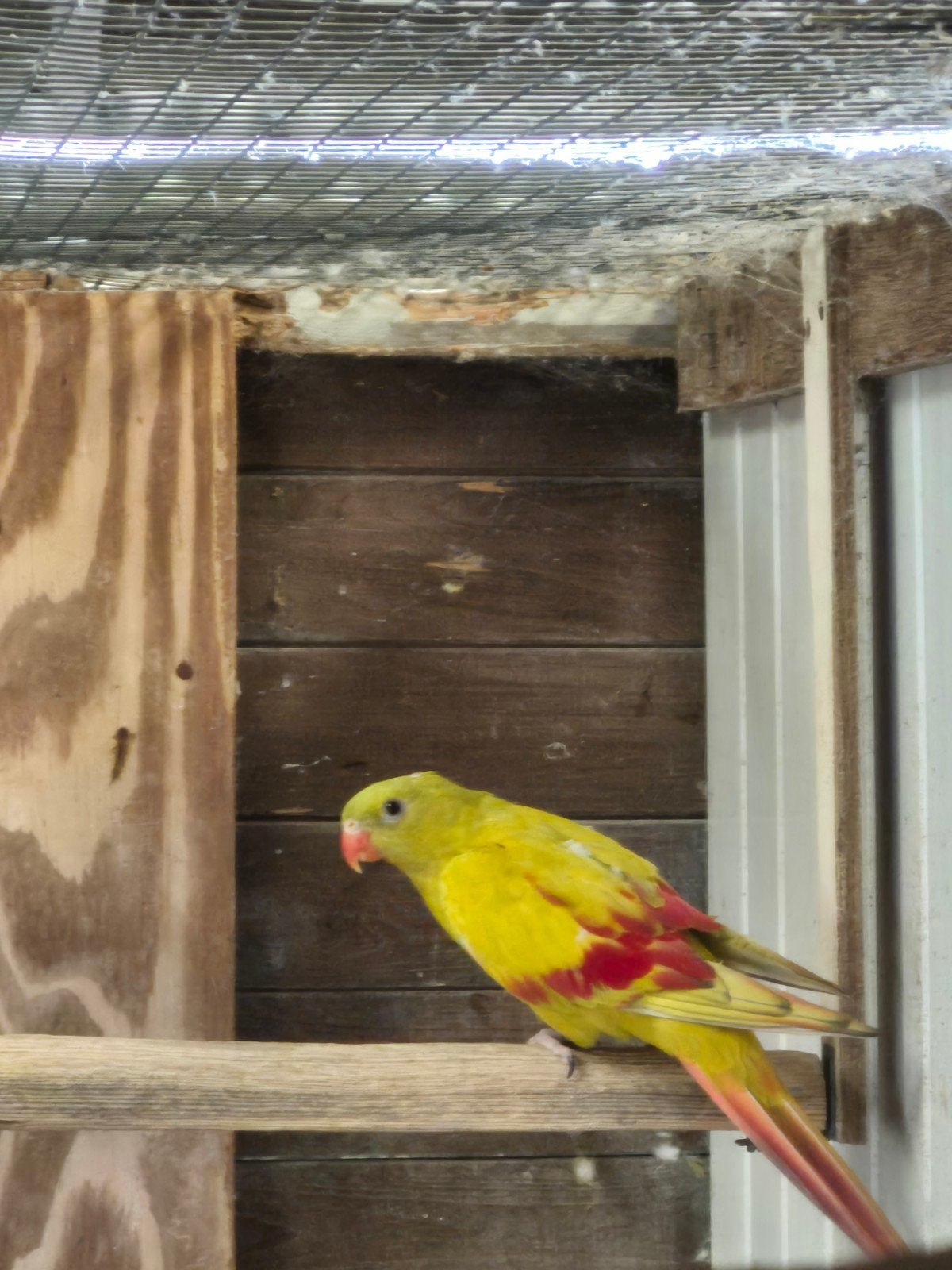 bergparkieten, Dieren en Toebehoren, Vogels | Parkieten en Papegaaien
