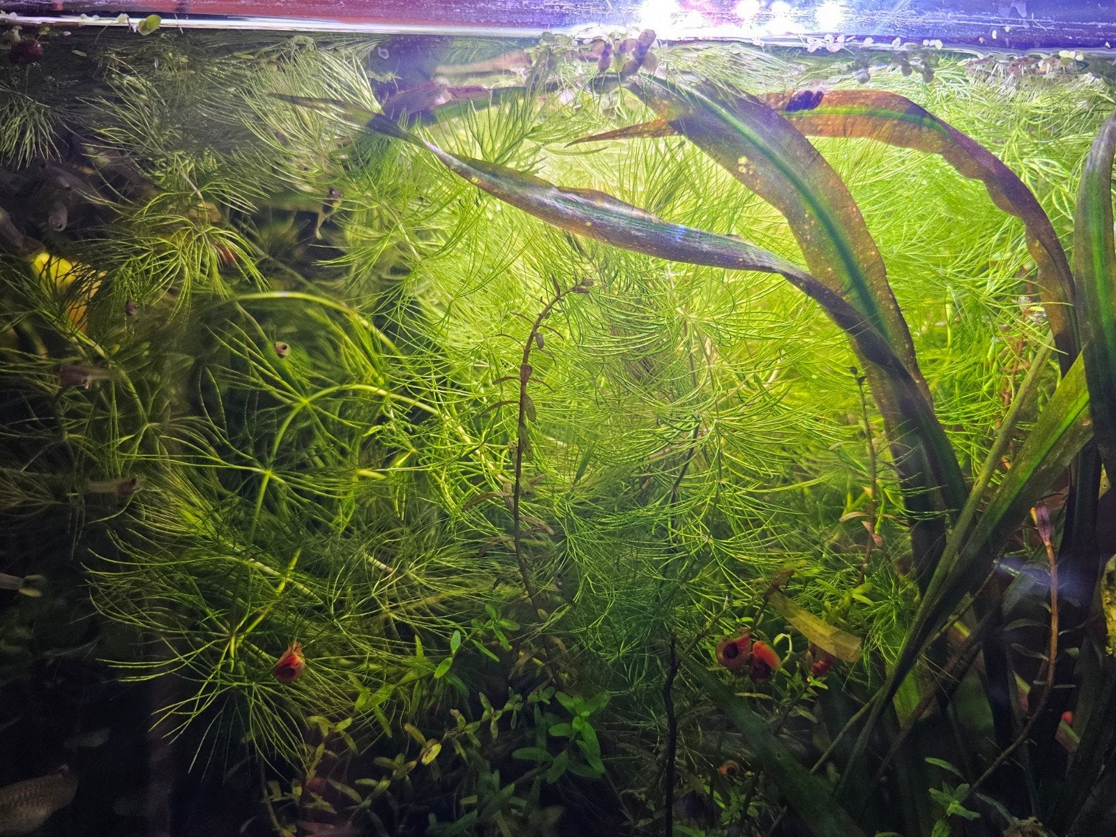 Ceratophyllum, Animaux & Accessoires, Neuf, Plante(s), Pierre ou Bois