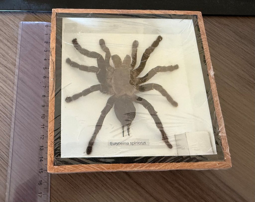 Vogelspin, Animaux & Accessoires, Insectes & Araignées, Araignée ou Scorpion