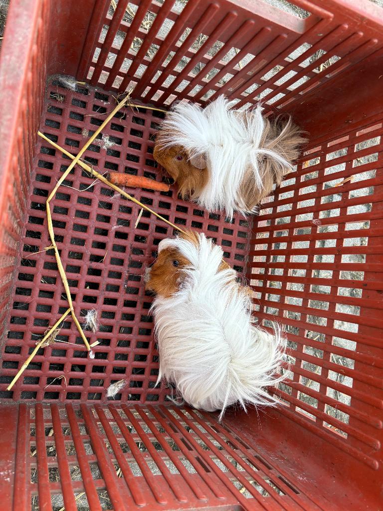 Langharige cavia’s, Dieren en Toebehoren, Juli, Cavia