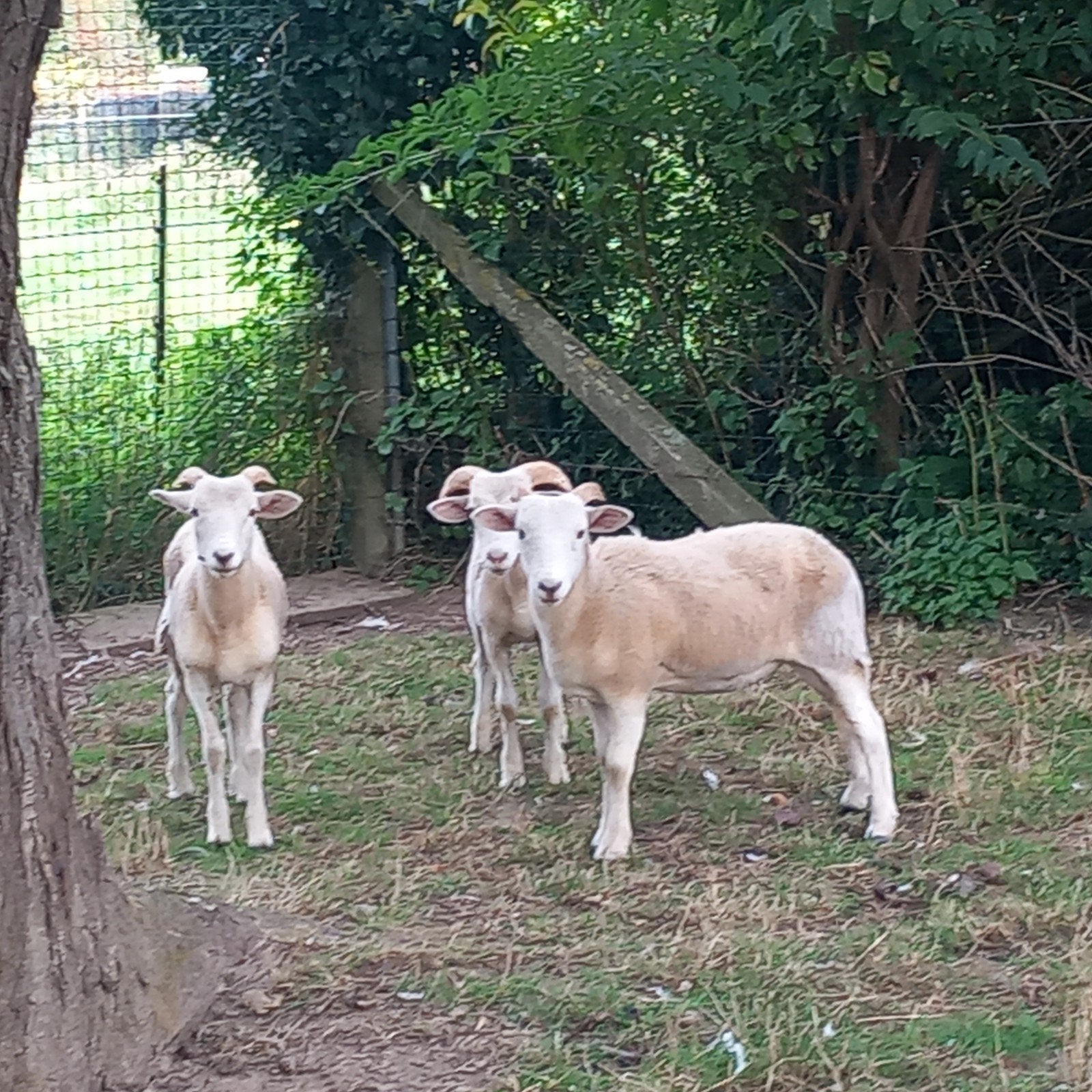 Wiltshire horn lammeren, Dieren en Toebehoren