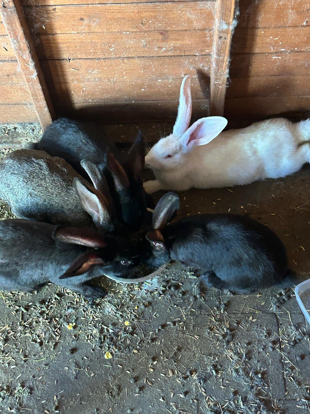 Vlaamse reus, Meerdere dieren, Groot, 0 tot 2 jaar