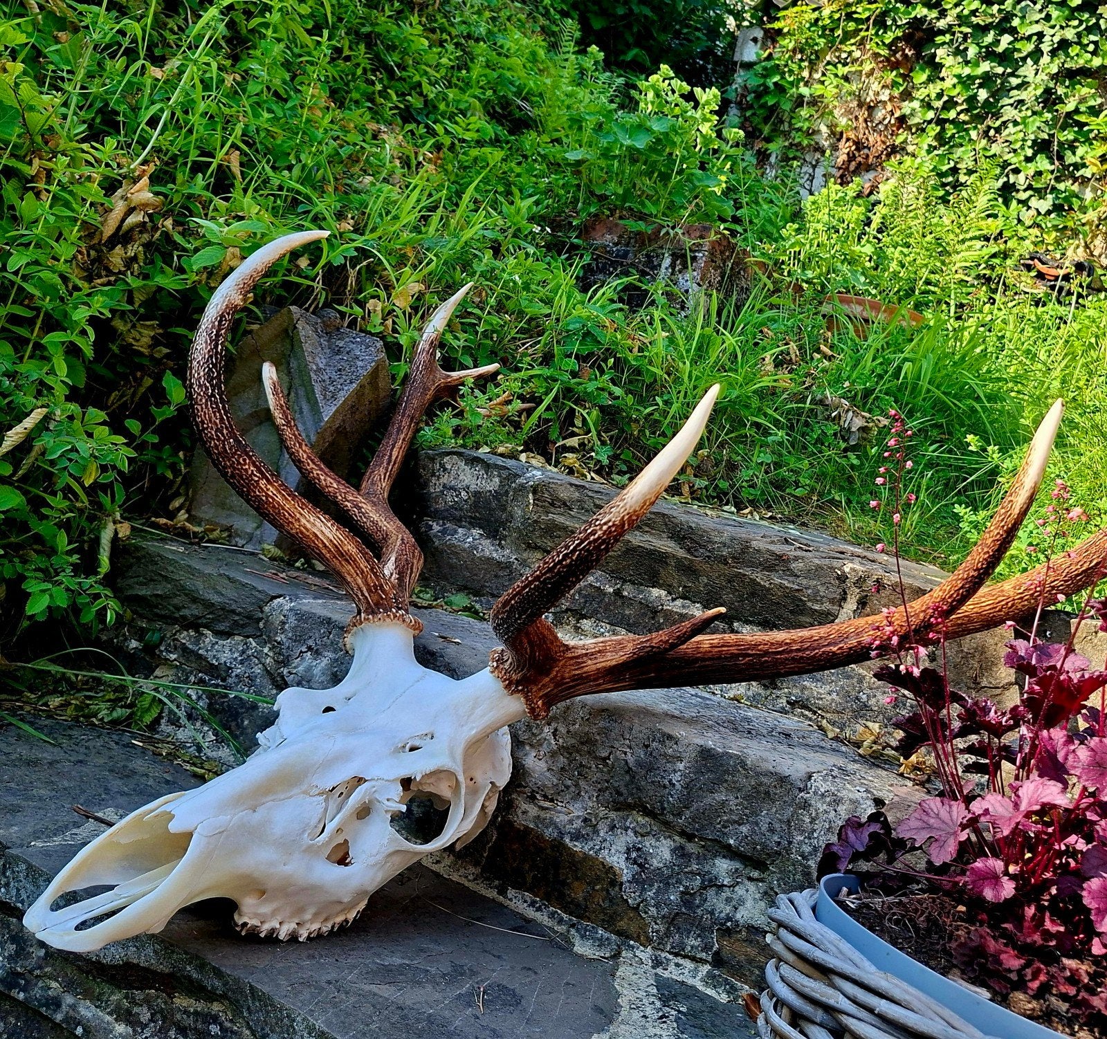 Enorme hertenschedel 118 cm — grote natuurlijke trofee, Antiek en Kunst, Kunst | Overige Kunst, Ophalen
