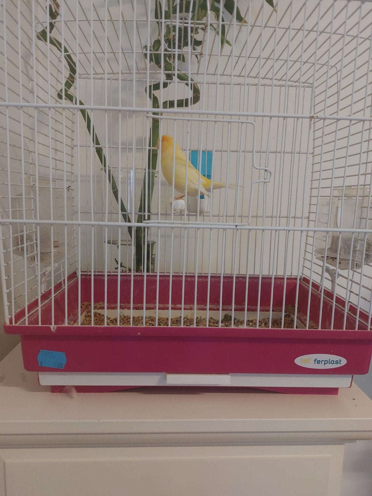Canary Canari كناري, Ophalen