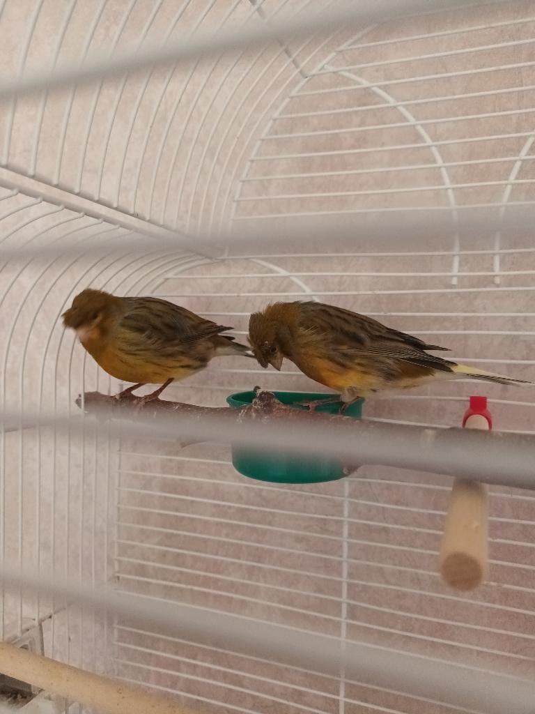 Kanaries, Dieren en Toebehoren, Vogels | Kanaries, Mannelijk, Zangkanarie