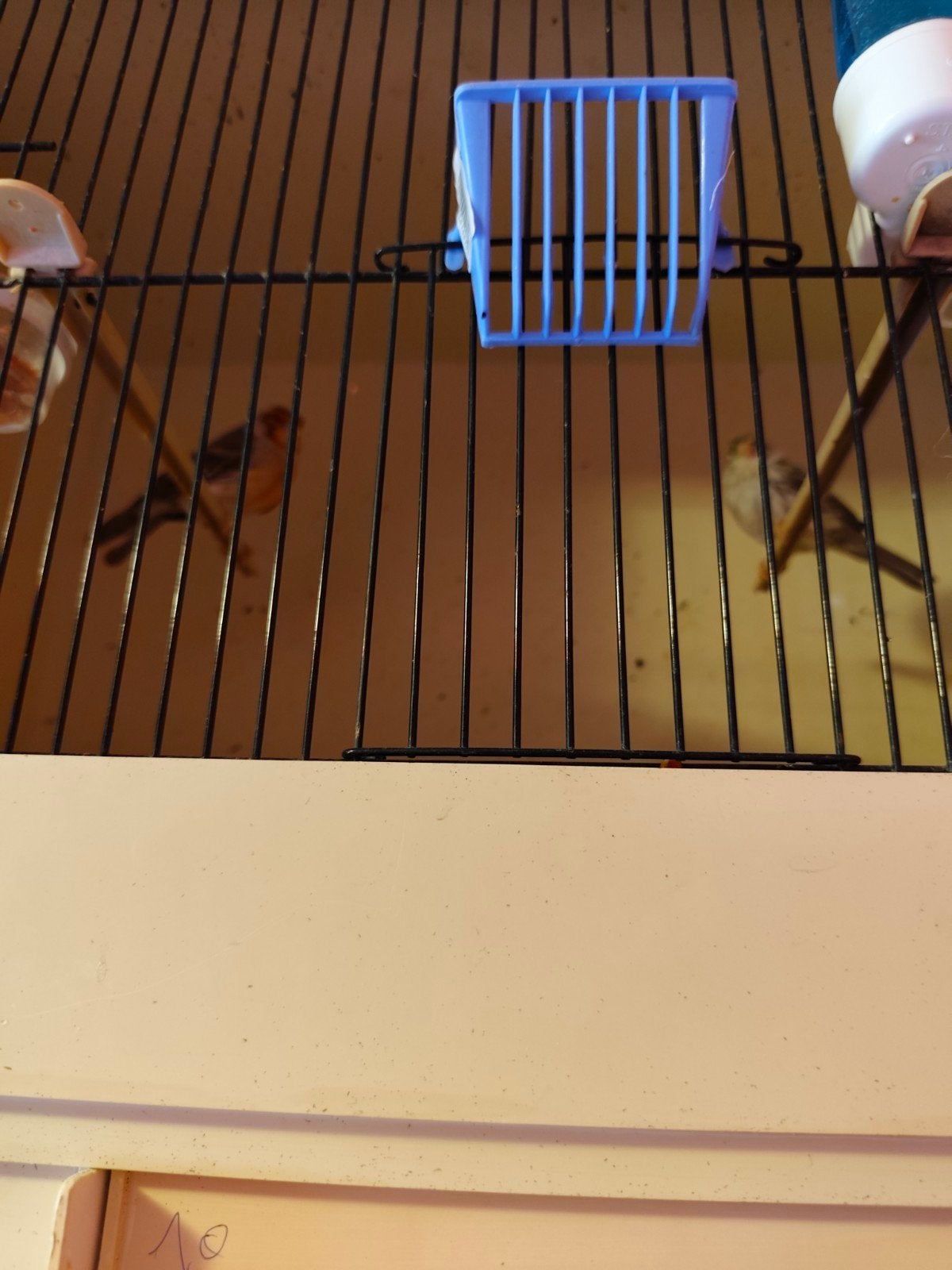 canaris et cages d'élevage