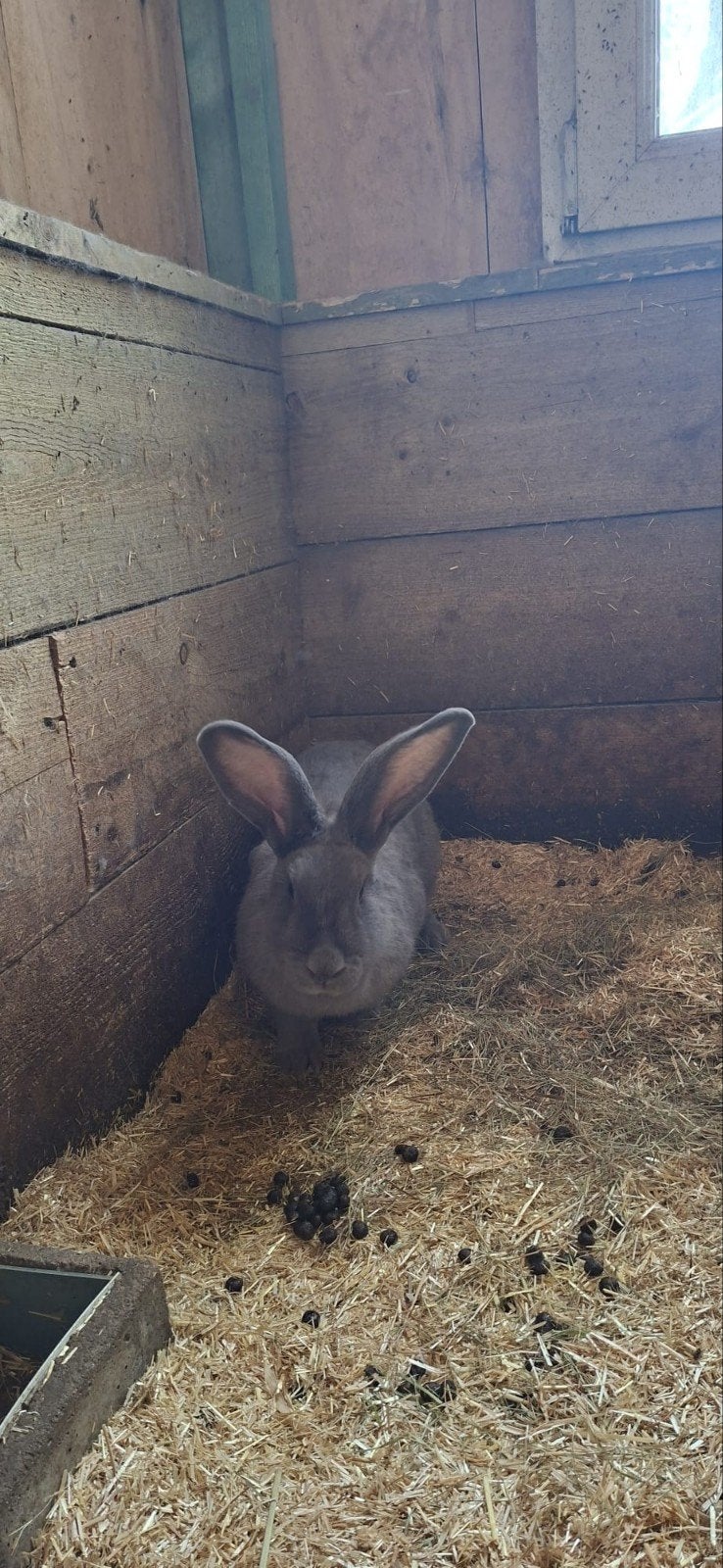Vlaamse reus, Femelle, Grand, 0 à 2 ans