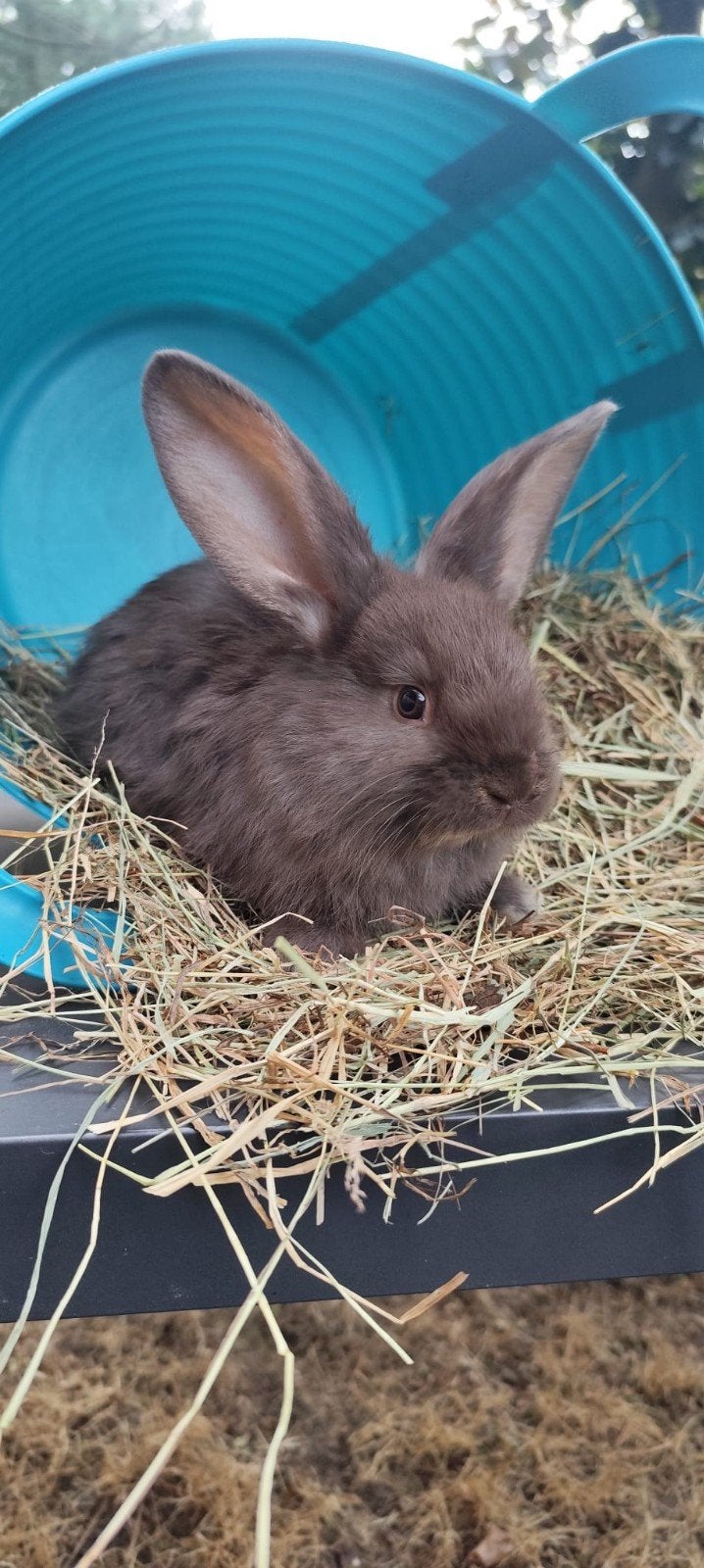 prachtig Duitse Reus voedstertje 2, Dieren en Toebehoren, Vrouwelijk, Groot, 0 tot 2 jaar