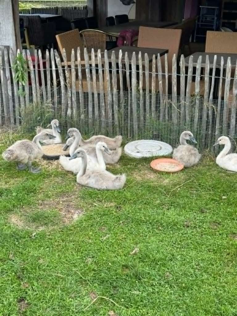 zwanen, Dieren en Toebehoren, Meerdere dieren, Gans of Zwaan