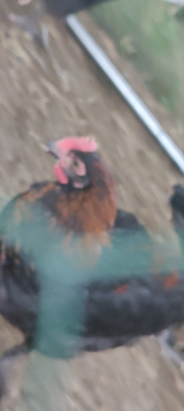 Marans haantje(s) - nog 3 beschikbaar, Mannelijk, Kip