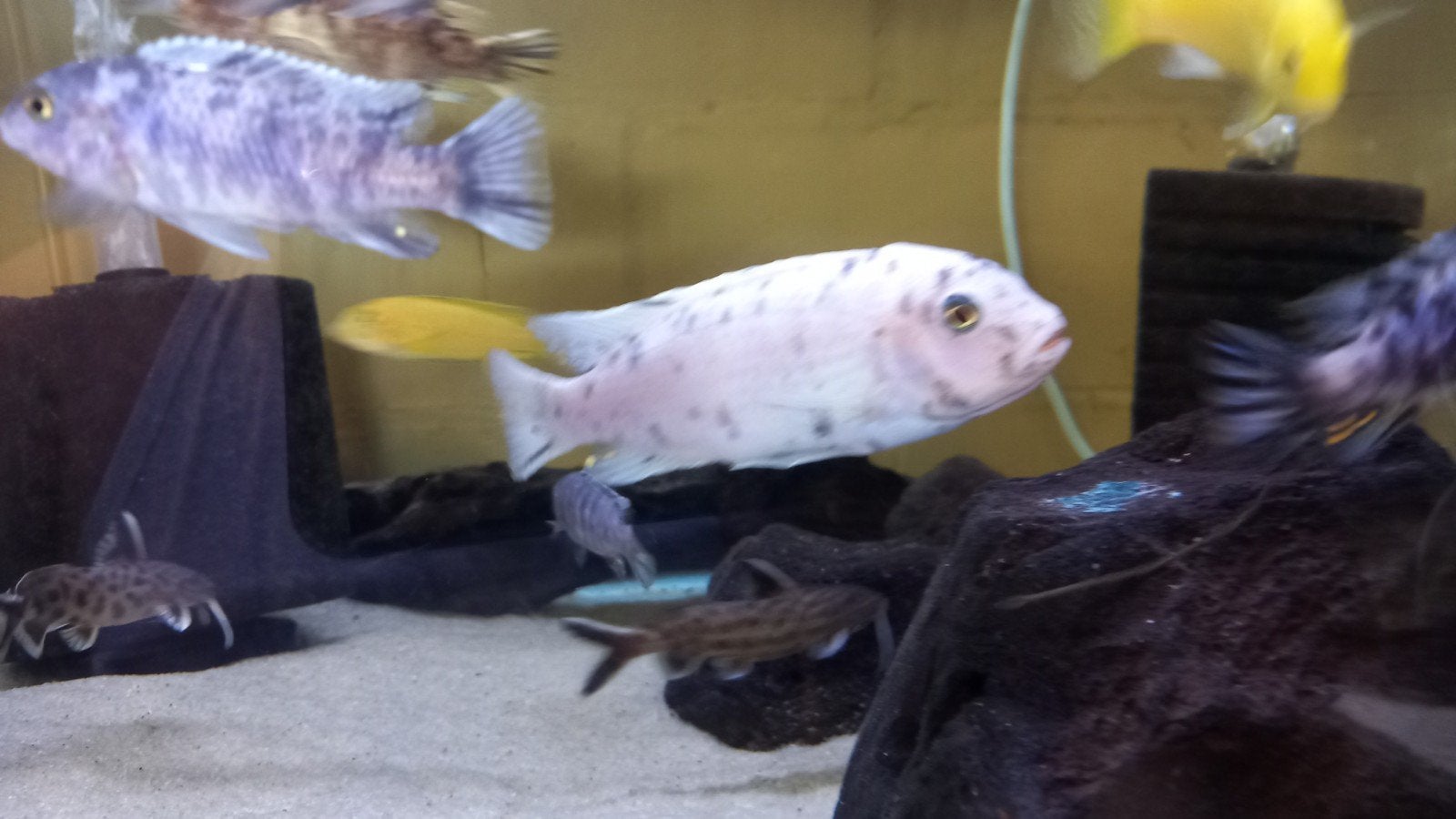 Cichlidés du Malawi, Animaux & Accessoires
