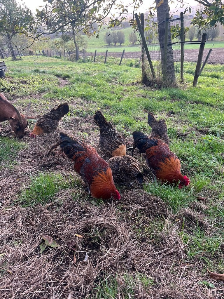 Goudbrakel haan, Dieren en Toebehoren, Kip