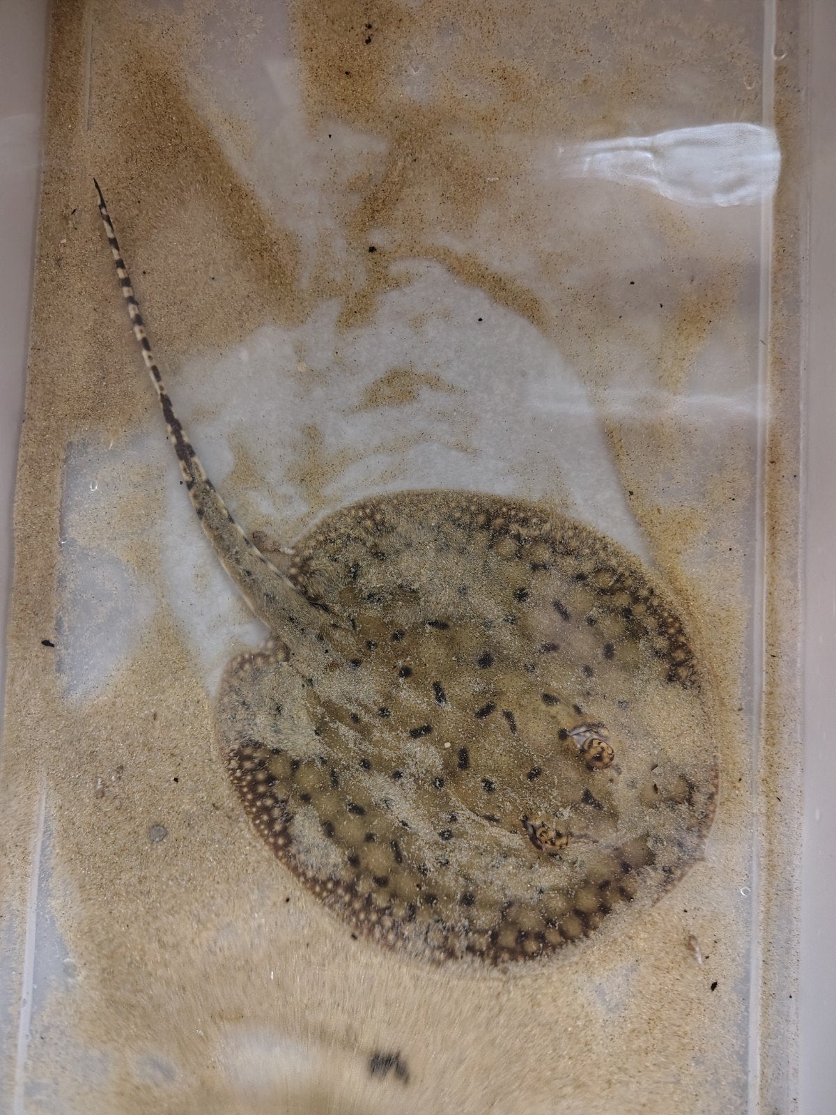 potamotrygon scobina x Orb man, Zoetwatervis