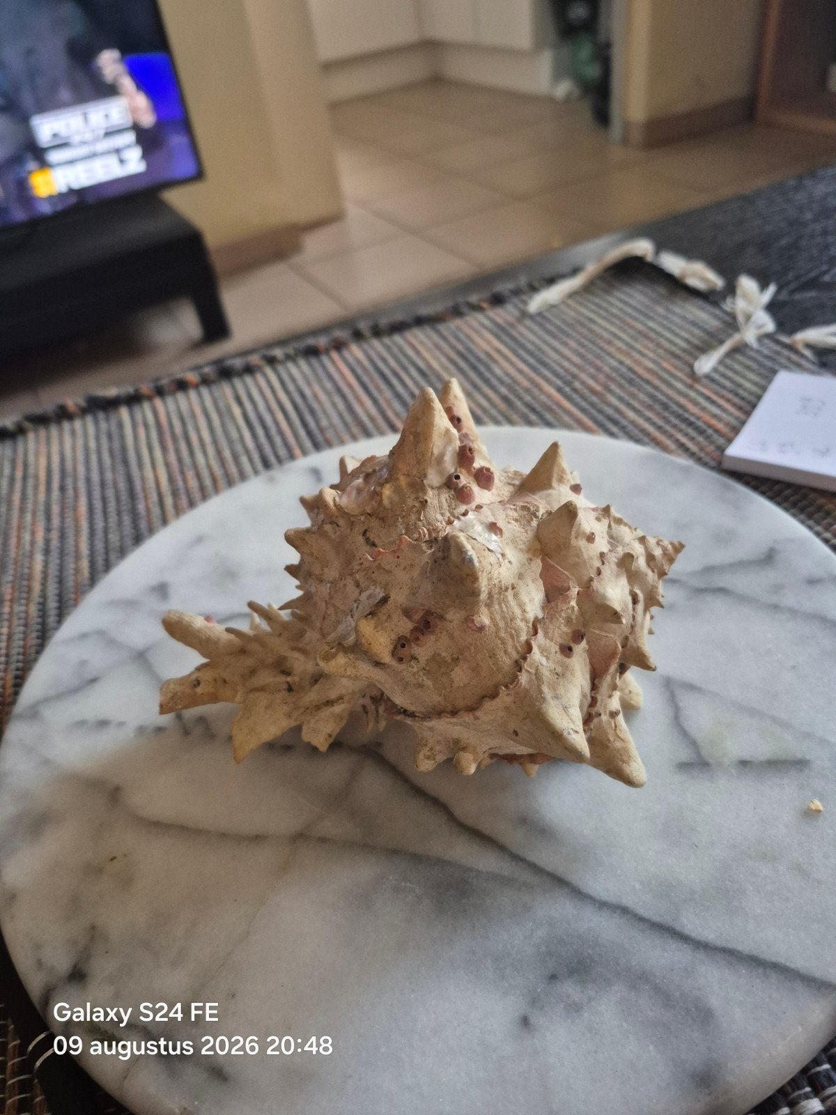coquillage, Enlèvement ou Envoi