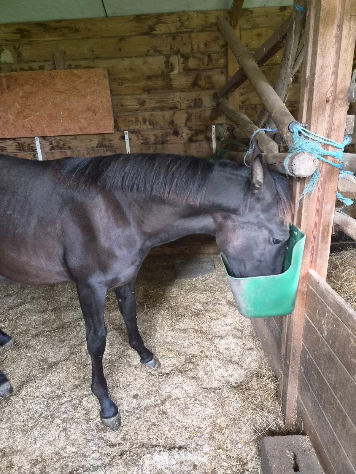 poulain pre noir, Animaux & Accessoires, L, Étalon, 0 à 2 ans, Vermifugé