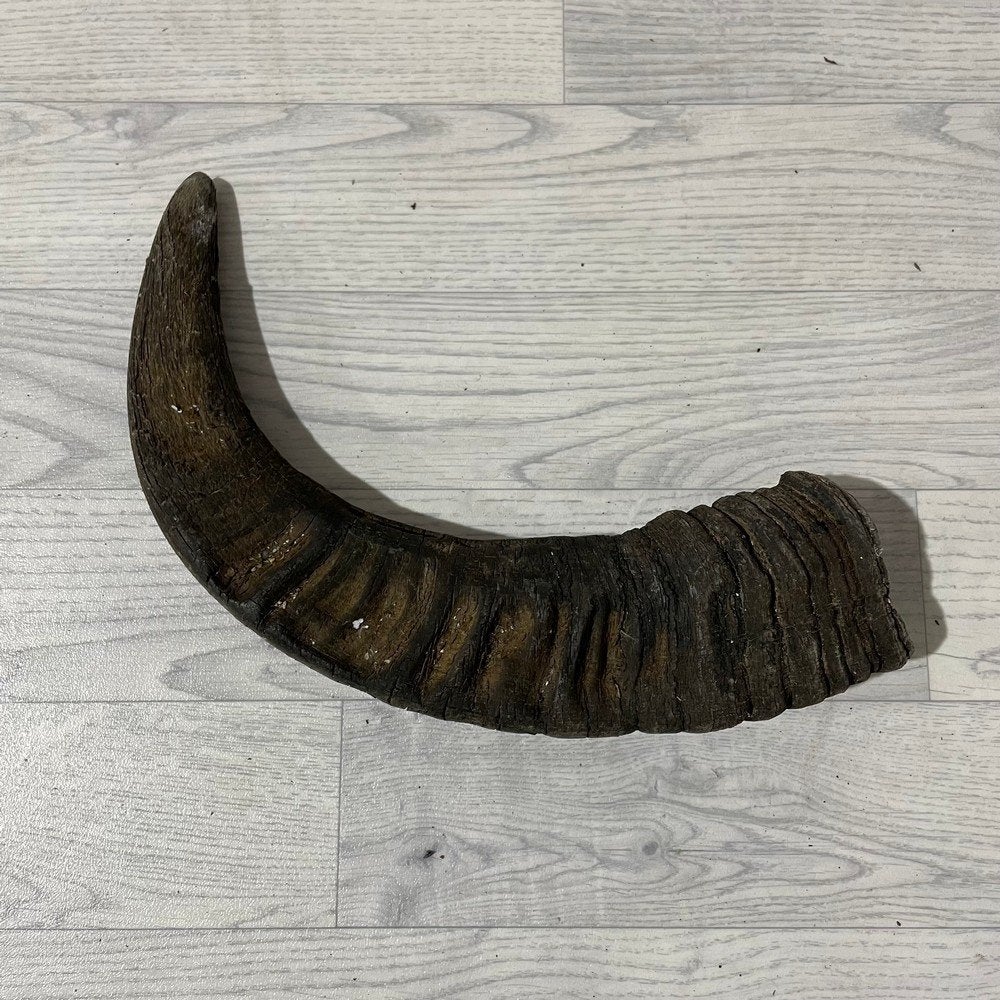 Waterbuffel hoorn los 55cm nr 312 | Lederstore, Collections, Enlèvement ou Envoi, Neuf, Animal de ferme, Bois ou Tête