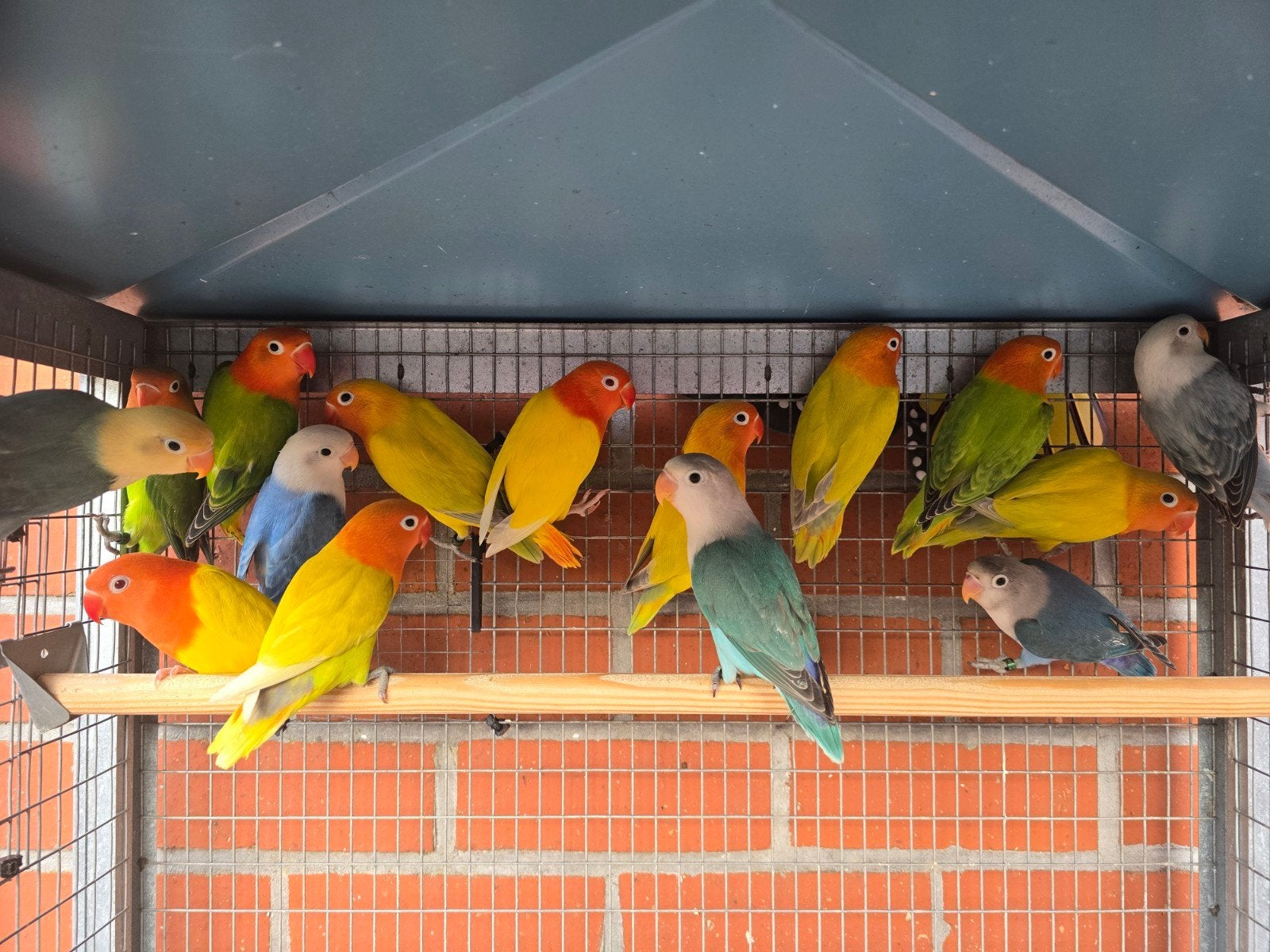 Agapornis Fischeri Jongen 2026, Plusieurs animaux, Perroquet nain ou Inséparable, Bagué
