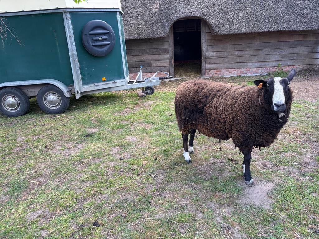 Zwartbles ooi te koop, Dieren en Toebehoren, Schapen, Geiten en Varkens