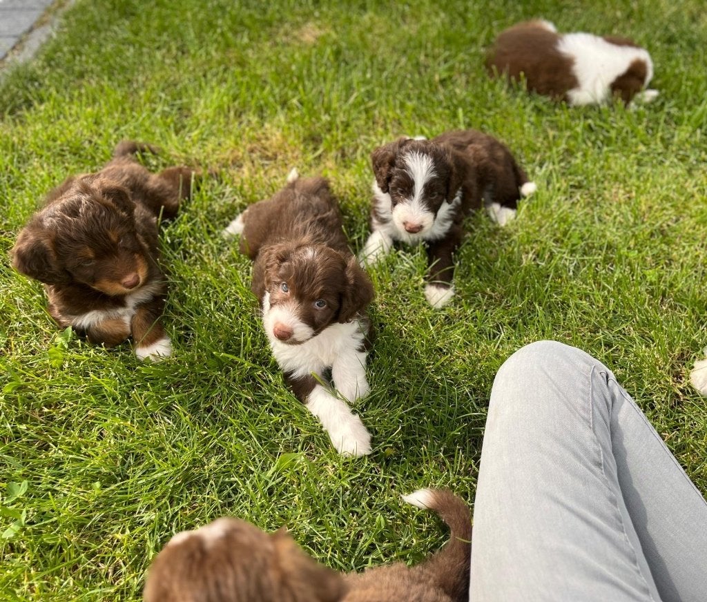 Beaux chiots doodle de taille moyenne f1, Animaux & Accessoires, Caniche, Plusieurs, Hépatite contagieuse (maladie de Rubarth)