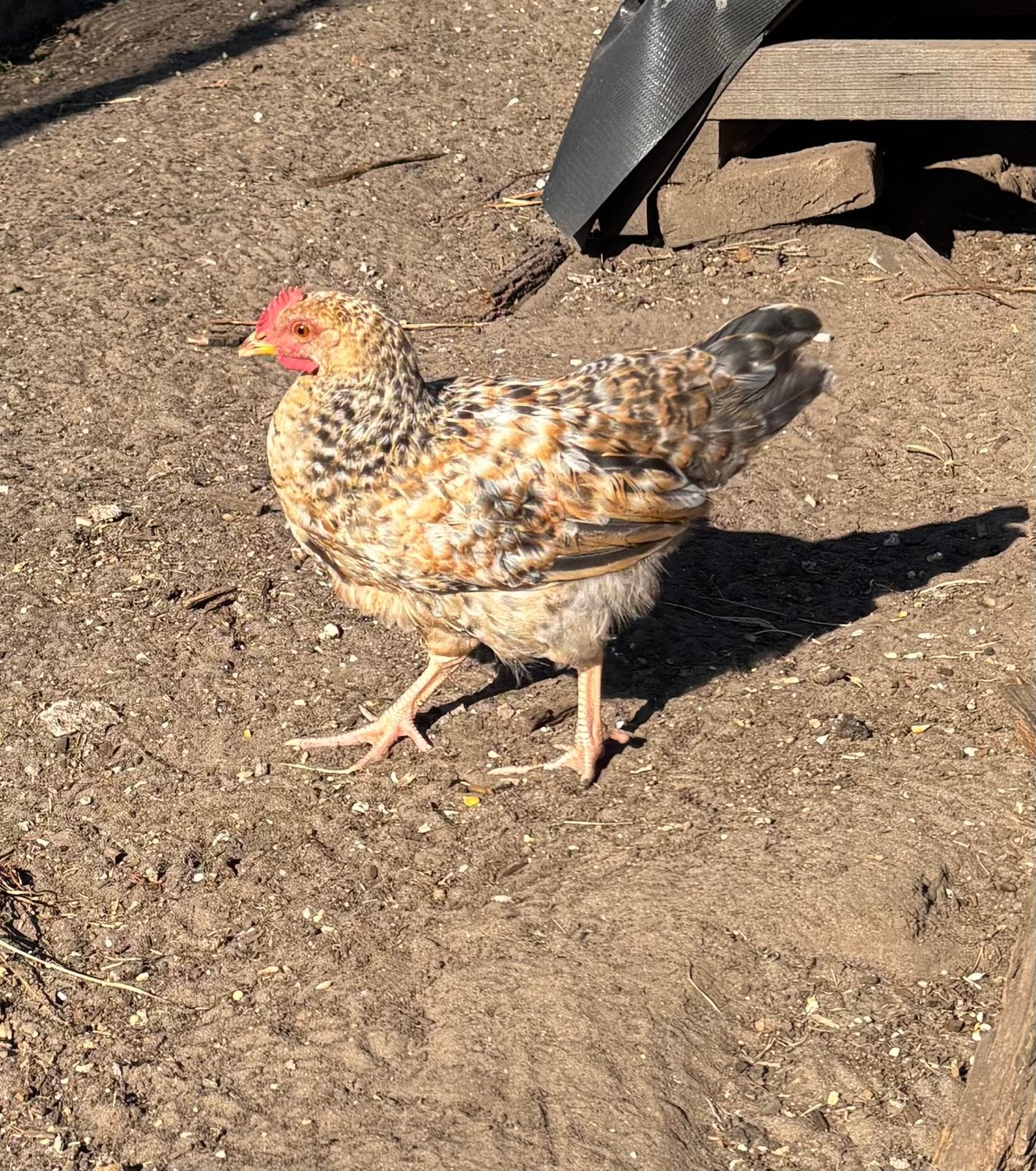 Cream legbar haantjes, Dieren en Toebehoren, Mannelijk, Kip